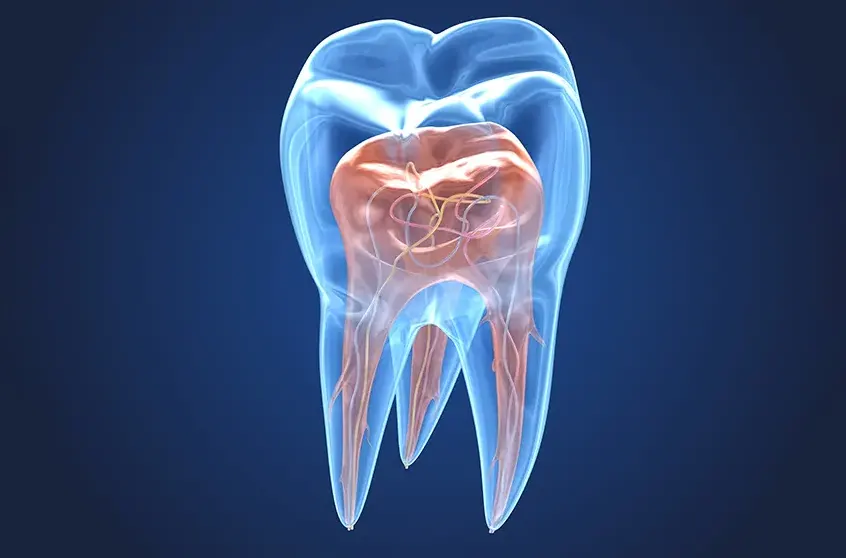 Endodoncia Clínica Dental Gimeno Abrera